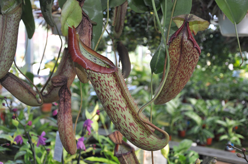 Plant